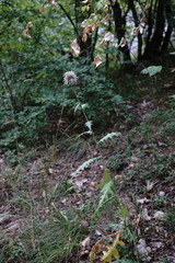 Echinops armatus