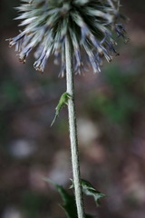 Echinops armatus