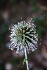 Echinops armatus