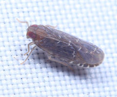 Phenelia