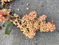 Rumex crassus