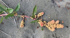 Rumex crassus