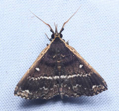 Adrapsa mediana