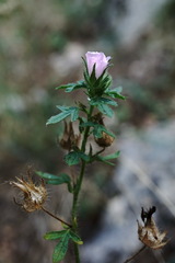 Malva setigera