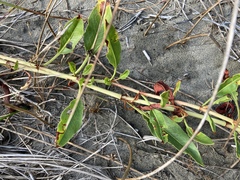 Rumex crassus