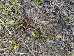 Rumex crassus