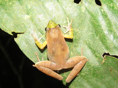 Phrynobatrachus auritus