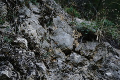 Odontarrhena tortuosa