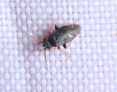 Sthenaridea piceonigra