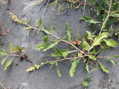 Rumex crassus