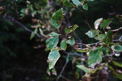 Celtis planchoniana
