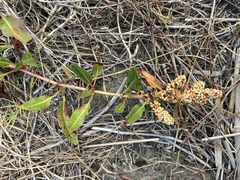 Rumex crassus