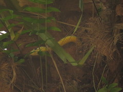 Dendroaspis jamesoni