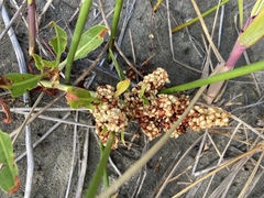 Rumex crassus