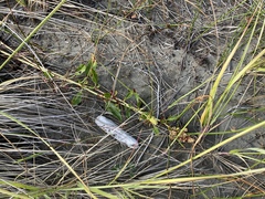 Rumex crassus