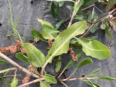 Rumex crassus