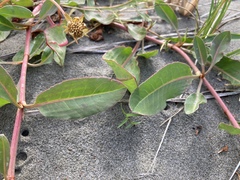 Rumex crassus