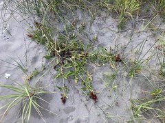 Rumex crassus