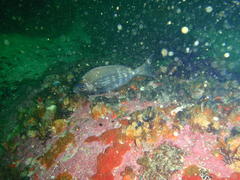 Spondyliosoma emarginatum