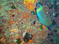 Thalassoma genivittatum