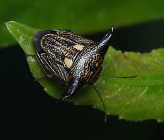 Alcimocoris coronatus