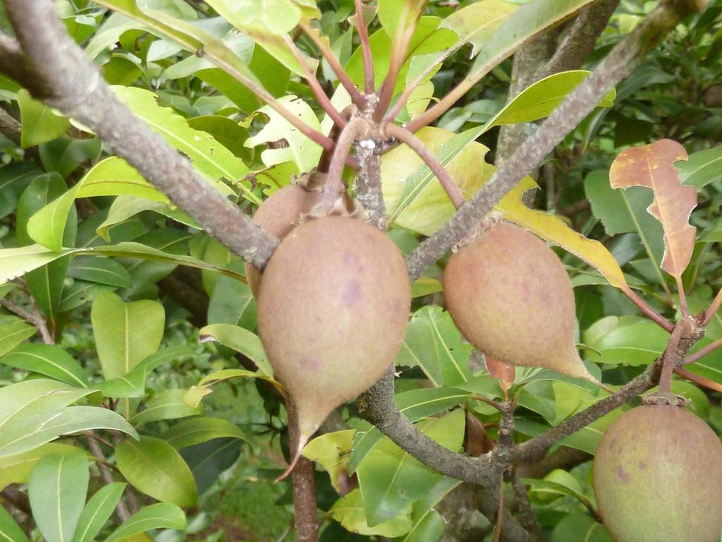 Vitellariopsis
