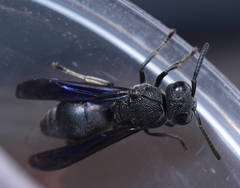 Allorhynchium chinense