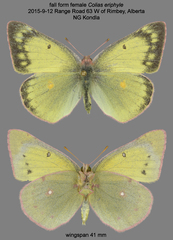 Colias philodice eriphyle