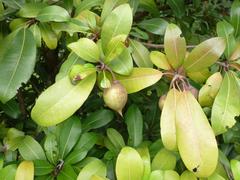 Vitellariopsis dispar