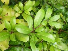 Vitellariopsis dispar