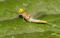 Baetis fuscatus