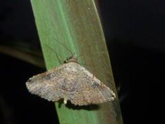 Maxera