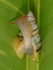Drymaeus iris