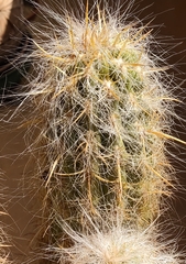 Oreocereus celsianus