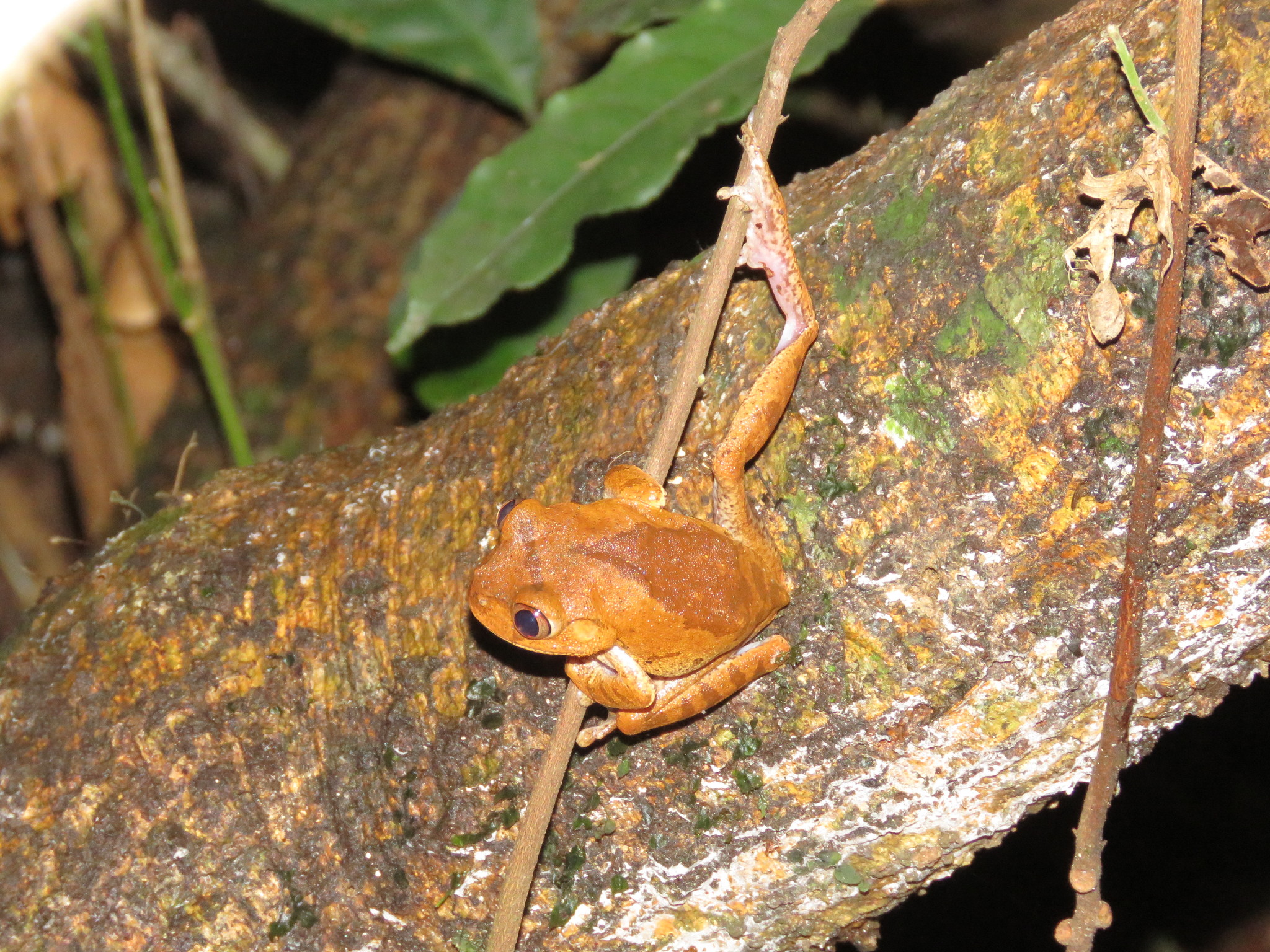 Leptopelis aubryi (Duméril, 1856)