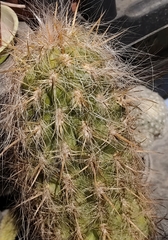 Oreocereus celsianus