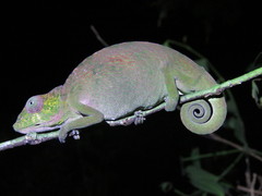 Ituri Forest Chameleon photo 3
