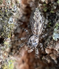 Platycryptus undatus