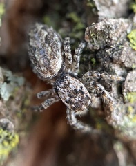 Platycryptus undatus