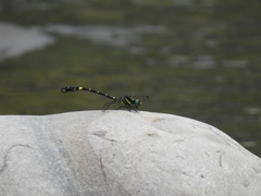 Lamelligomphus formosanus