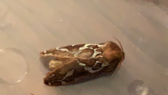 Gazoryctra hyperboreus