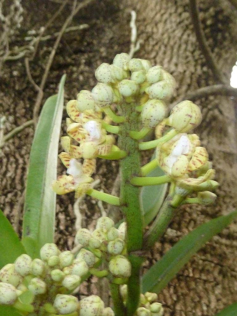 Acampe pachyglossa