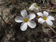 Oxalis tenella