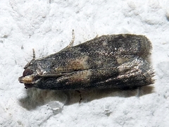 Glyptoteles leucacrinella