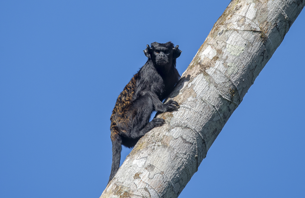Eastern Black-Handed Tamarin