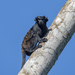 Eastern Black-handed Tamarin - Photo (c) Nailson Júnior, some rights reserved (CC BY-NC), uploaded by Nailson Júnior