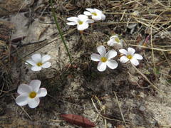 Oxalis tenella
