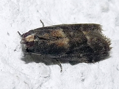 Glyptoteles leucacrinella