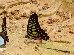 Graphium arycles