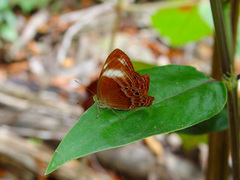 Abisara geza